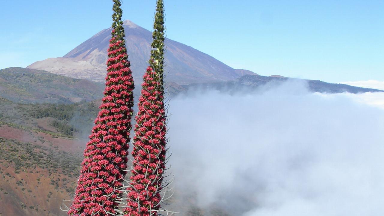 view Teide Echium wildprettii