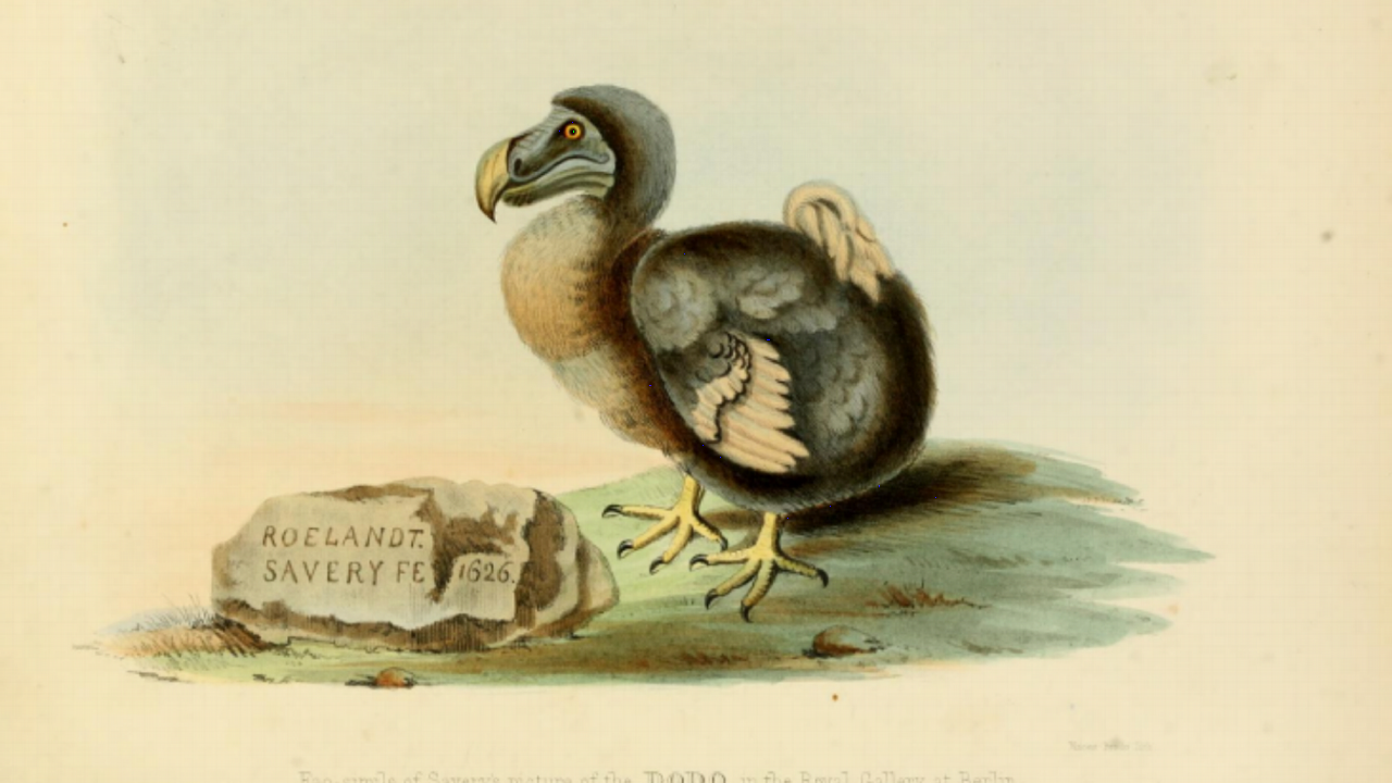 Tekening dodo door Savery