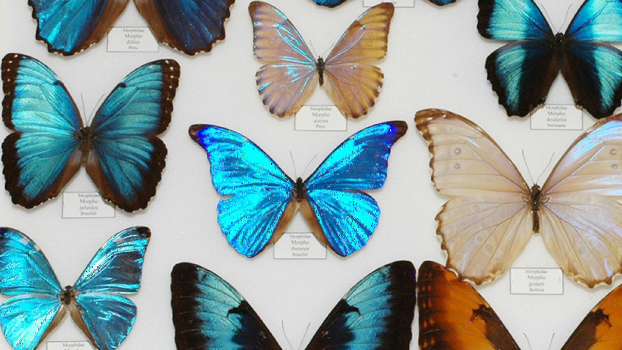 Vlinder collectie