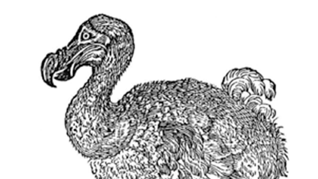 Dodo van Reynerus Bontius
