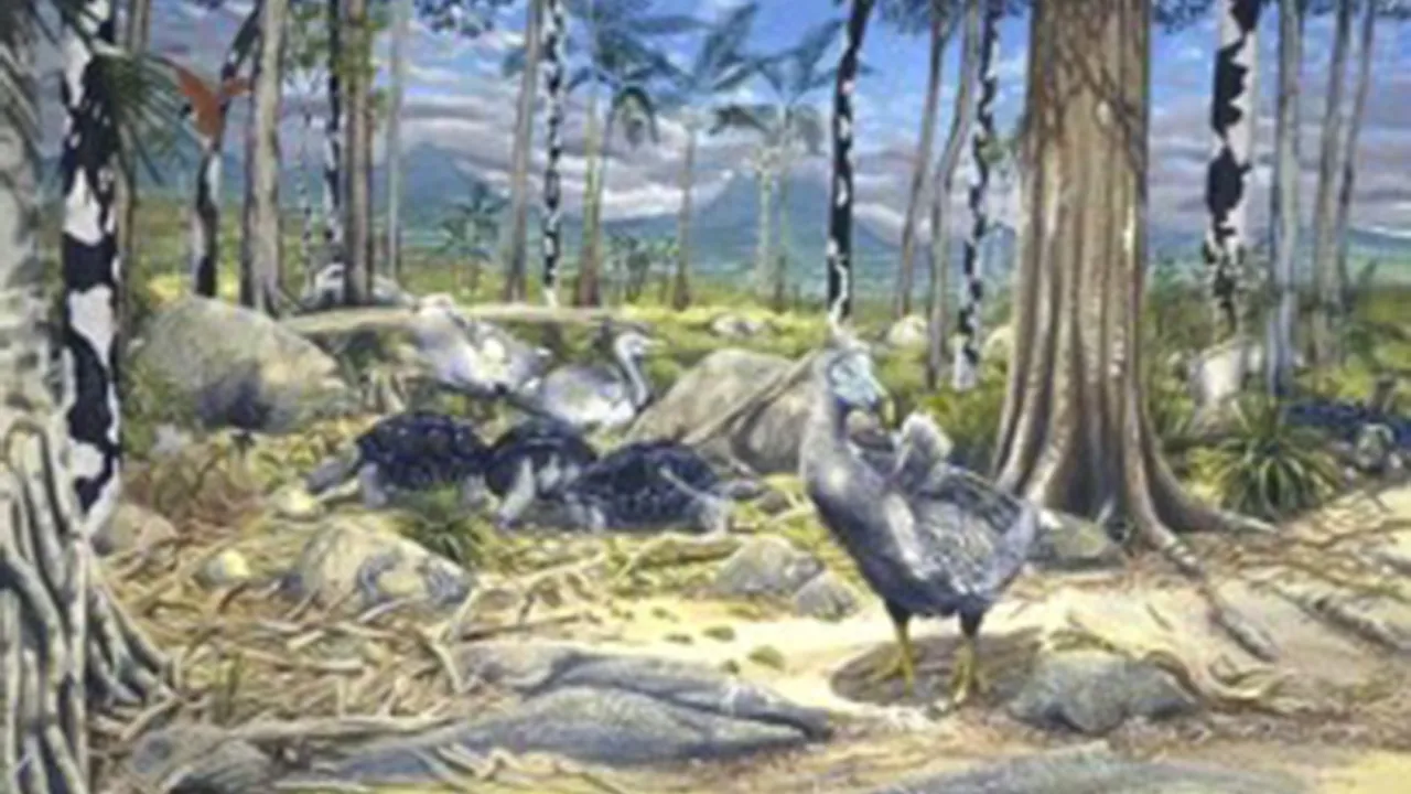 Dodo-familie