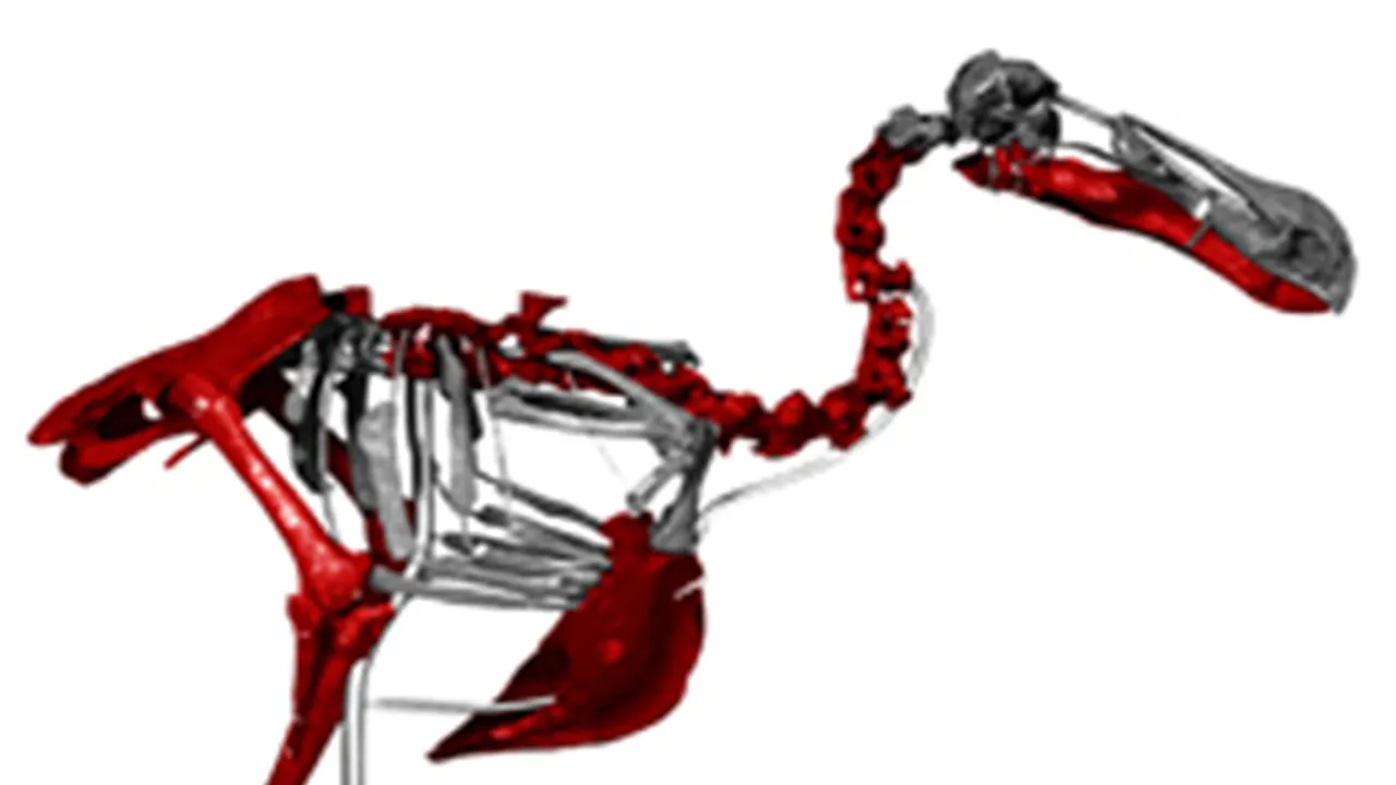 Dodoskelet