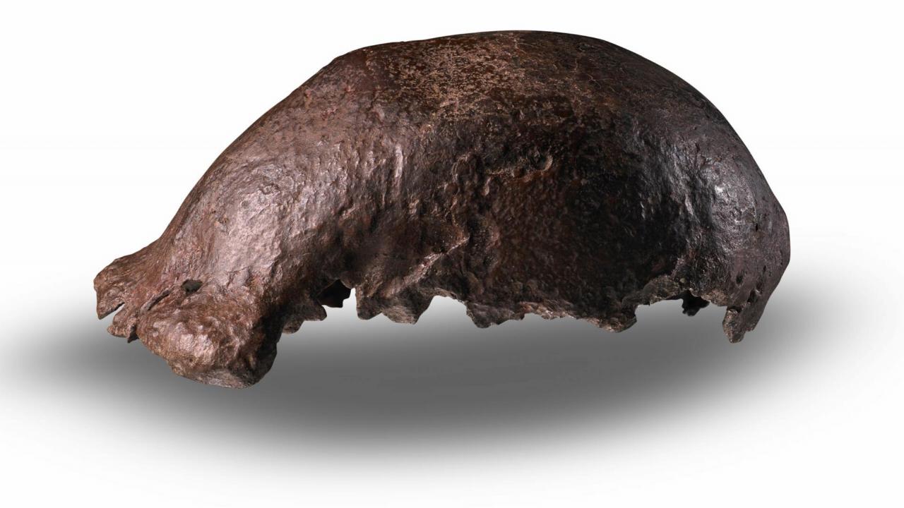 Schedelkapje van Homo erectus