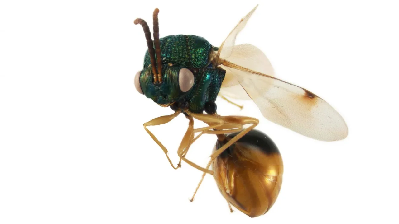 Parasitoid wasp