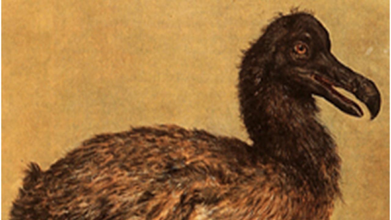 Slanke dodo uit de 17e eeuw