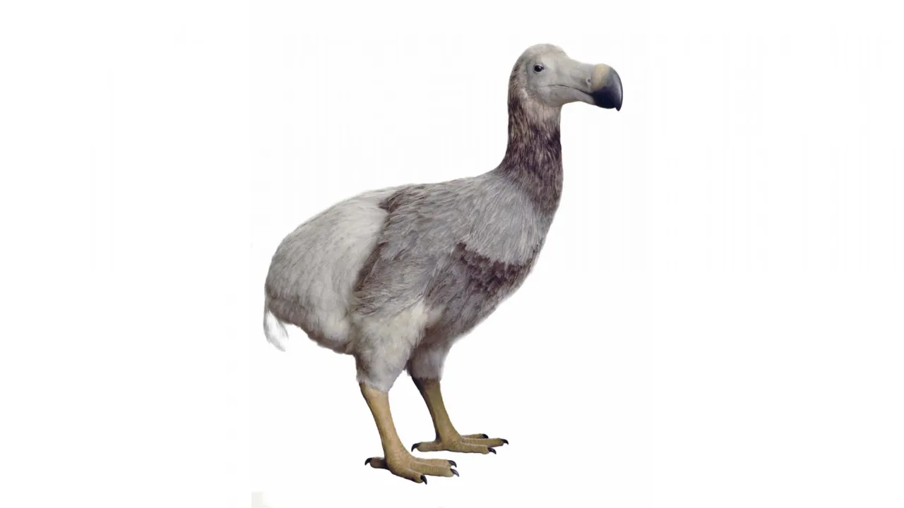 Dodo model