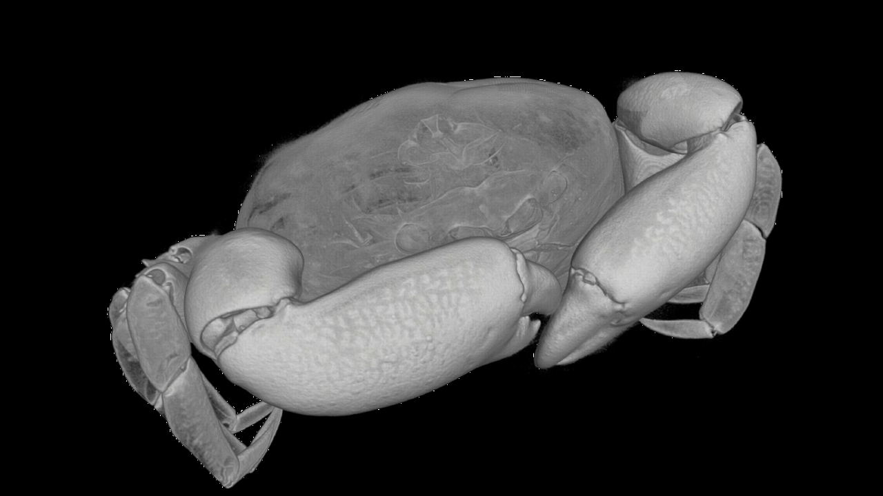 Pinnotheres pisum CT scan
