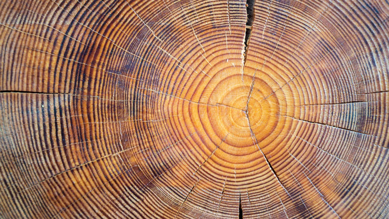 Hout
