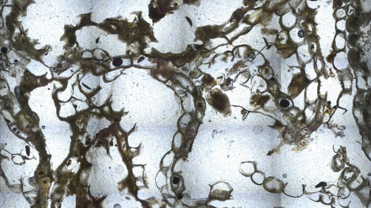 A thin section from a bryozoan reef. A computer could determine porosity in an instant