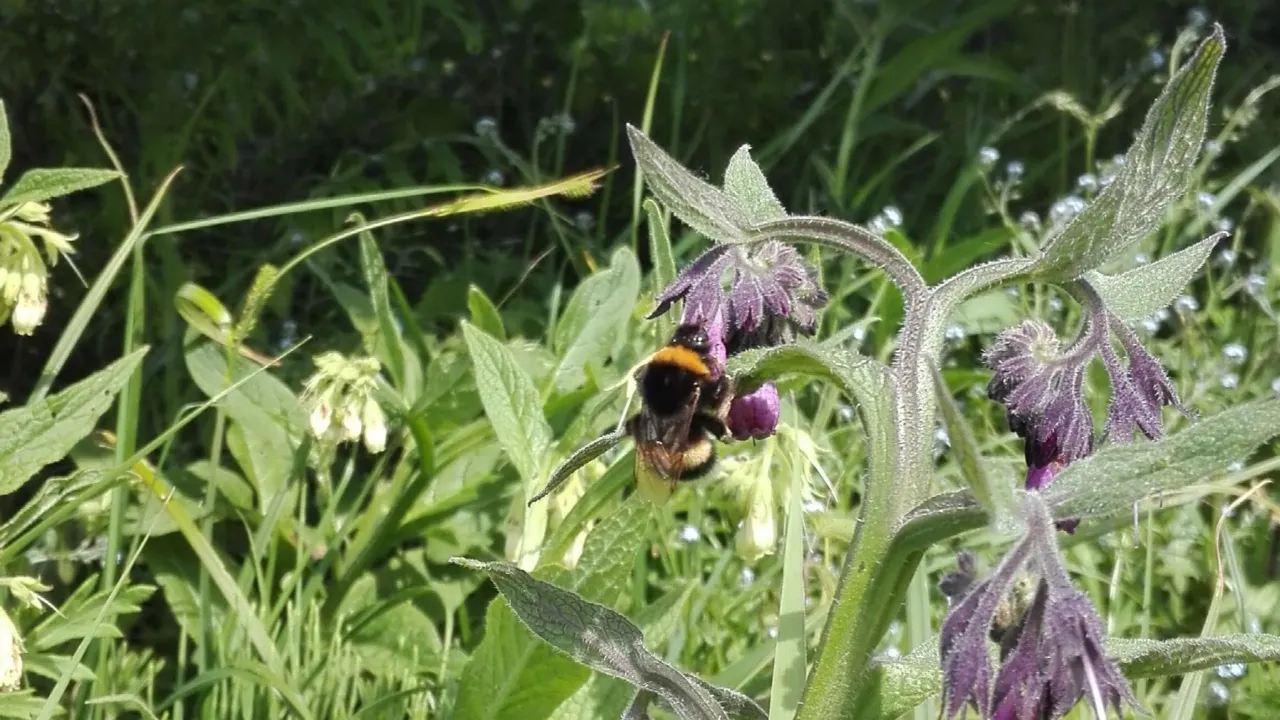 Hommel zonnepark Moerdijk