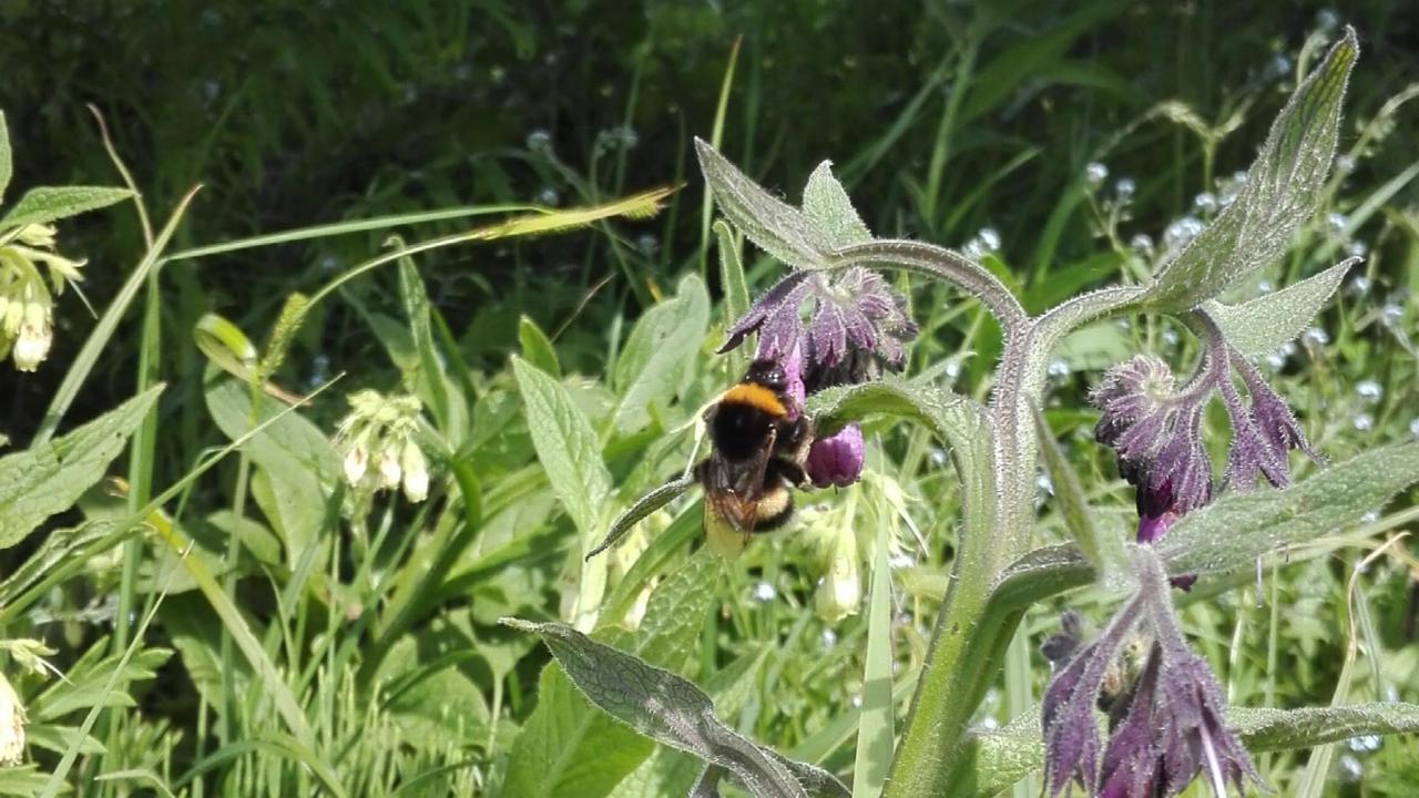 Hommel zonnepark Moerdijk
