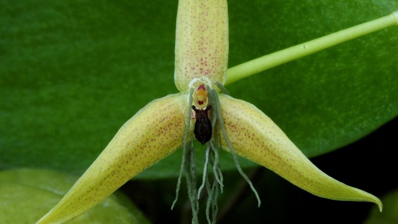 Bulbophyllum nocturnum Foto Jan Meijvogel