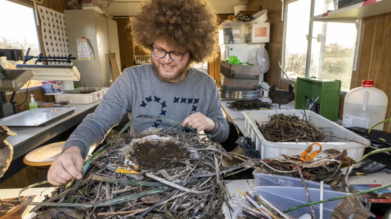 Auke-Florian working on a coot nest