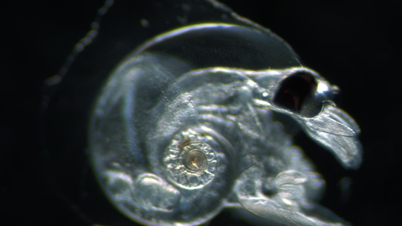 Atlanta ariejansseni, een planktonslak vernoemd naar Naturalis-onderzoeker Arie Janssen.