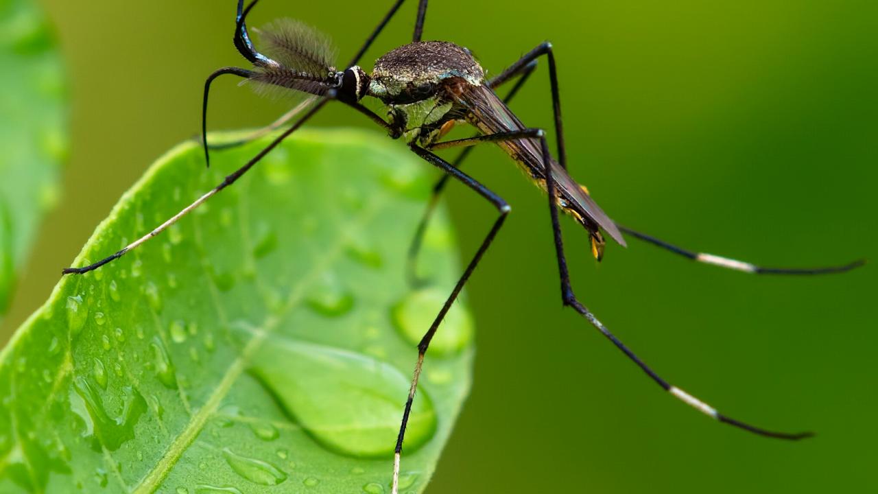 mosquito on leaf