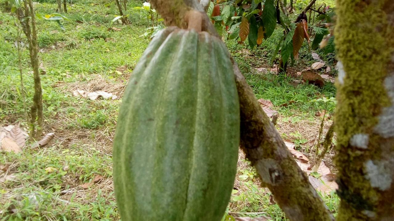 cacoa Costa Rica
