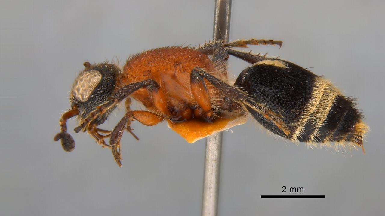 Andreimyrme naturalis, een mierwesp