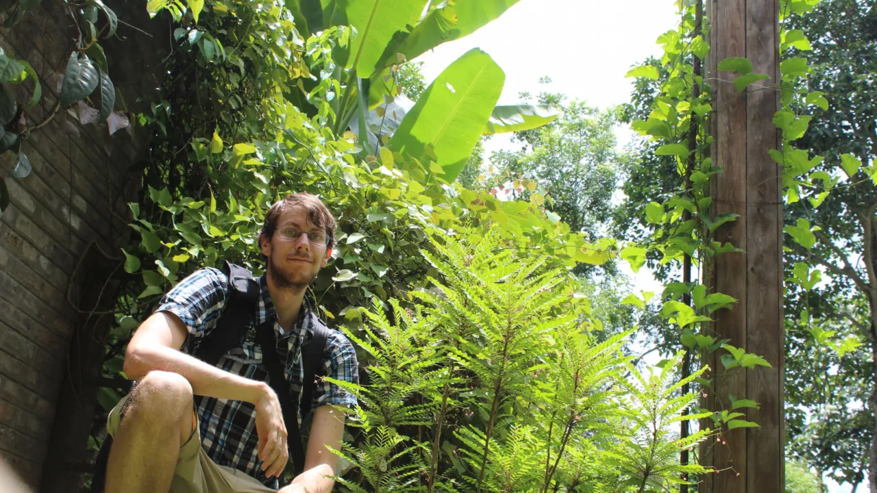 Phyllanthus pulcher 