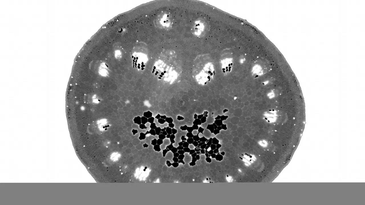 grapevine petiole under X-ray