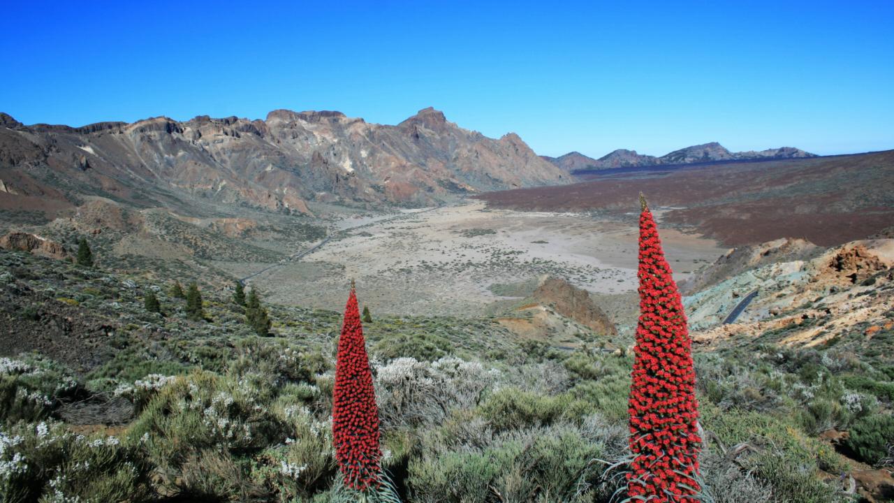 Echium in the Canary Islands