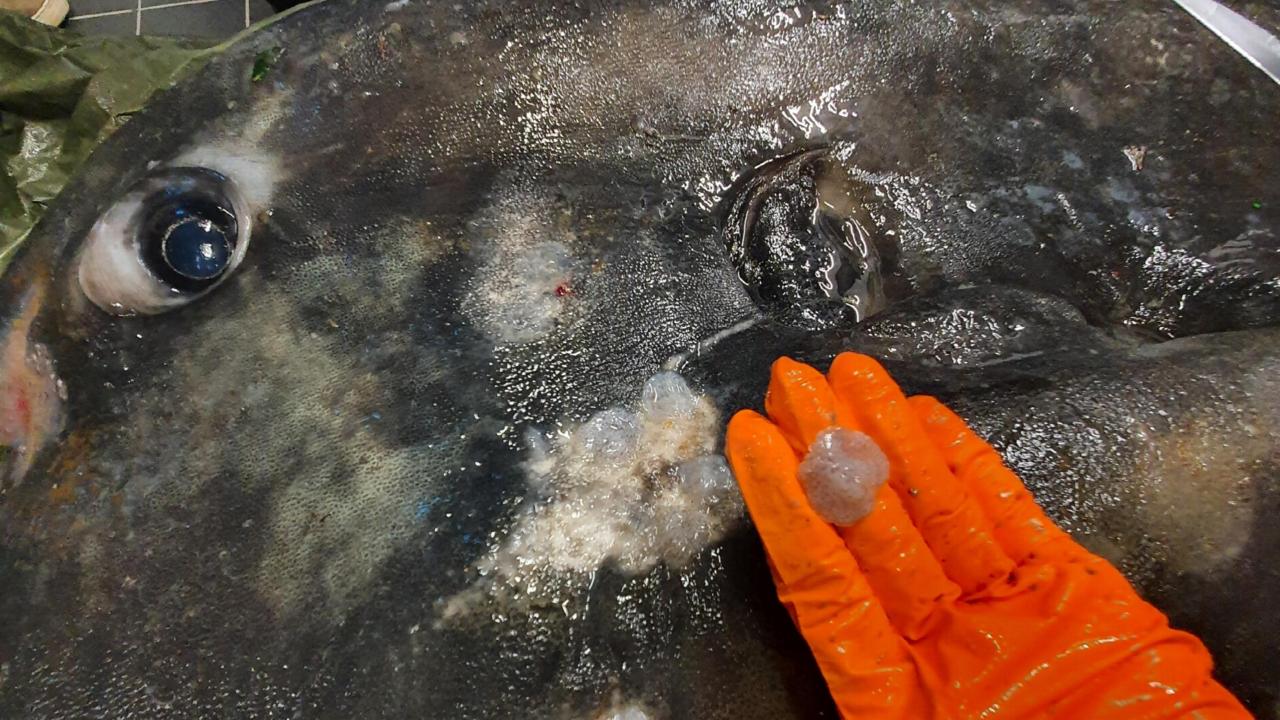 Maanvis met duidelijk zichtbare parasieten