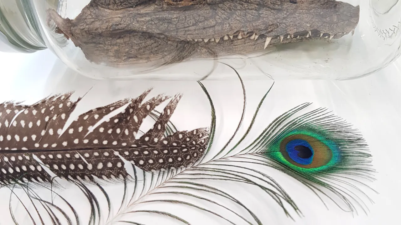 reptile specimens