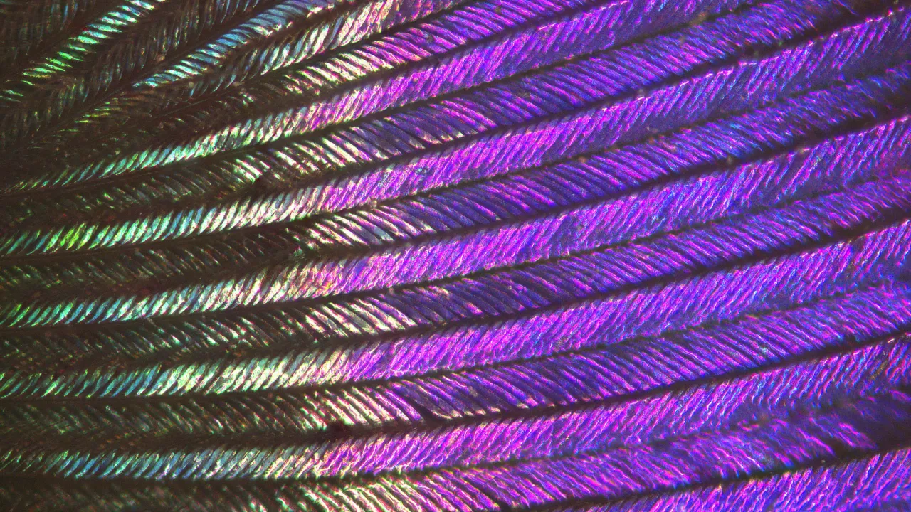 Iridescent hummingbird feather seen under the microscope 