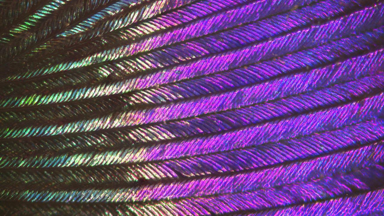 Iridescerende veer van kolibri onder de microscoop