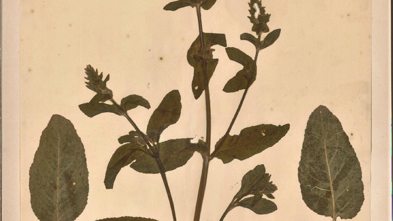 Salvia viridis (L 142255), verzameld en beschreven door Boerhaave.