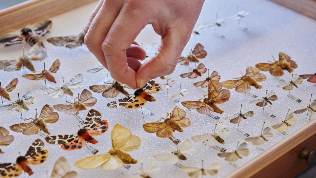 Vlinders en motten collectie