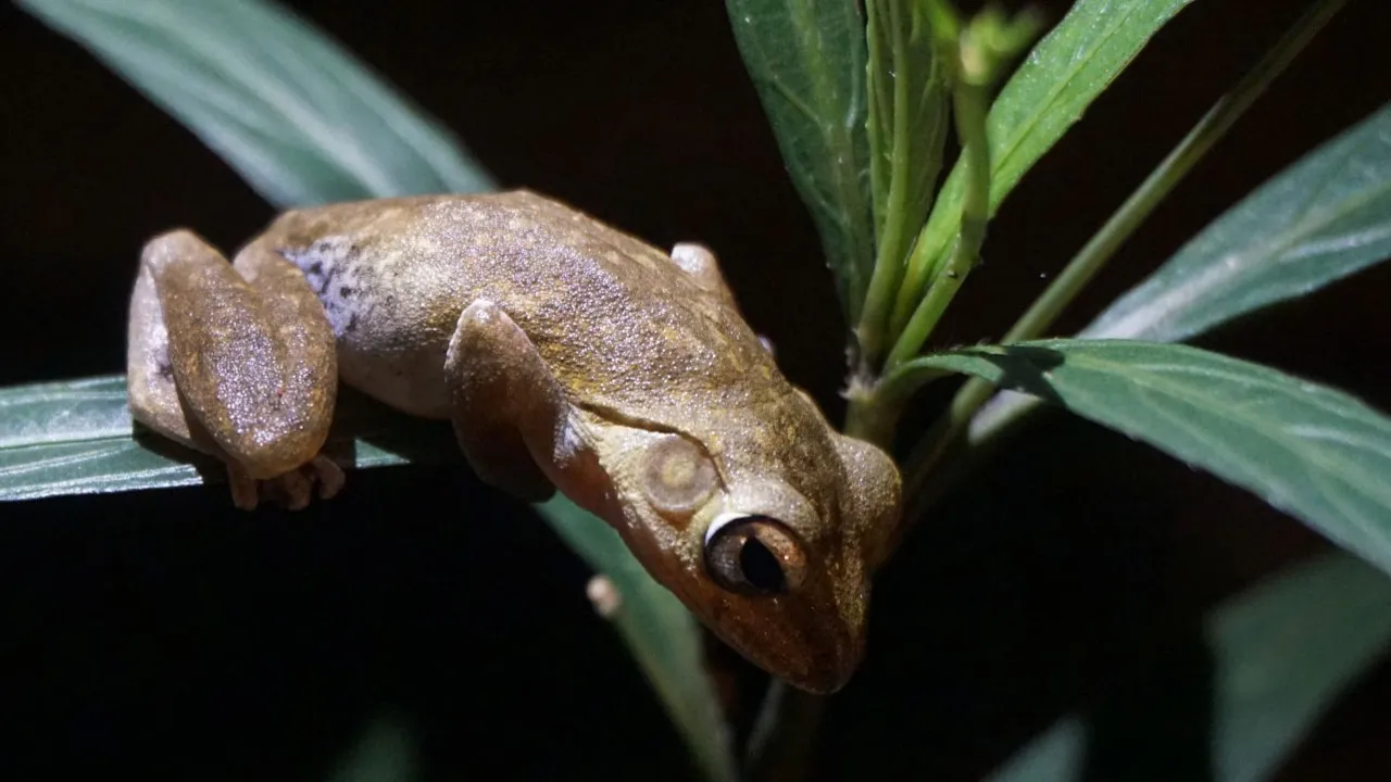 Frog