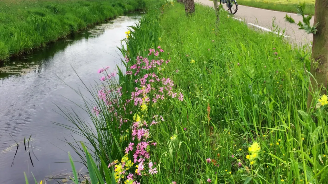 Flower-rich bank.