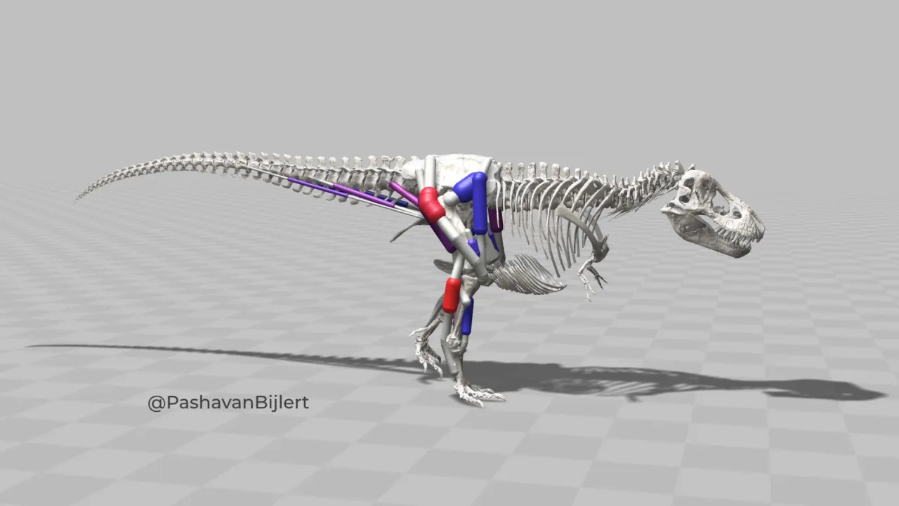 Spier- en skeletmodel van T. rex Trix
