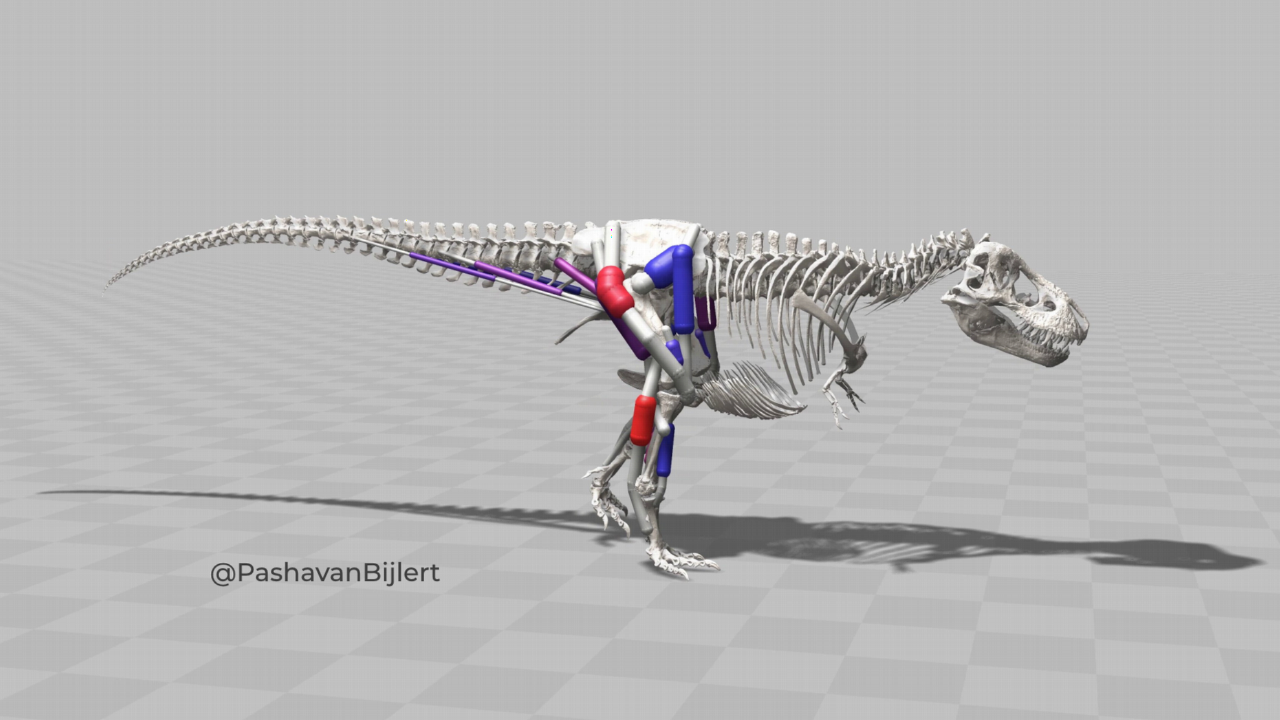 Musculoskeletal model of T. rex Trix