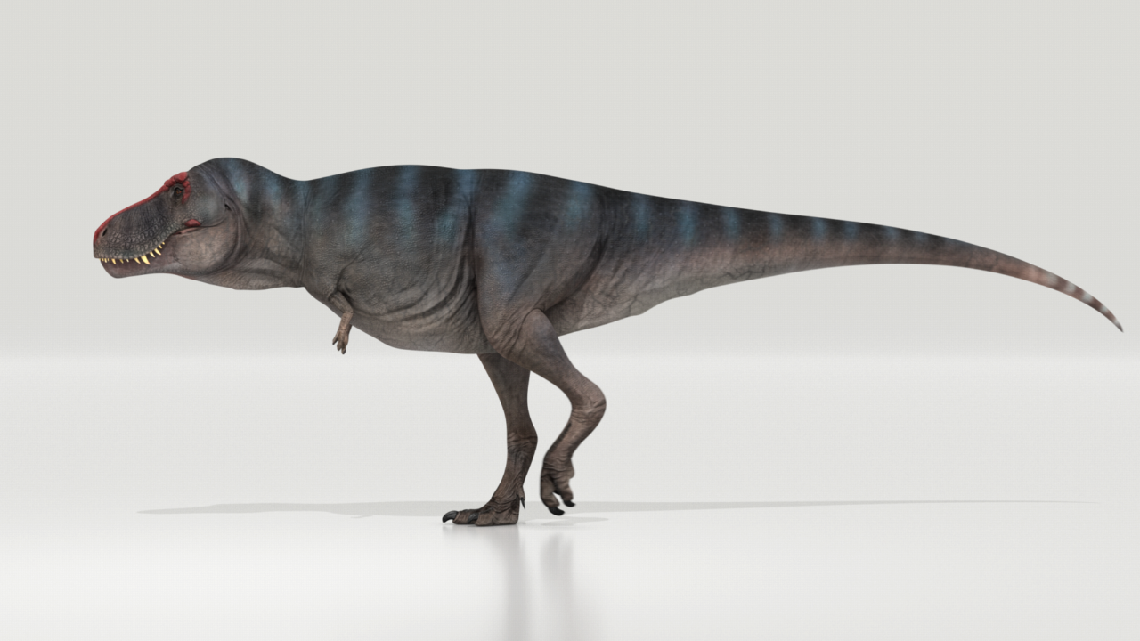 Reconstructie van hoe Trix de T. rex gelopen kon hebben