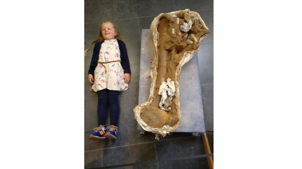This sweetheart could not believe a Triceratops femur was just as big as she was