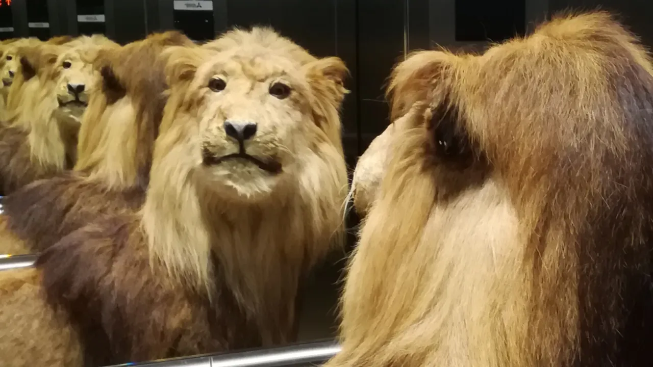 Cape lion