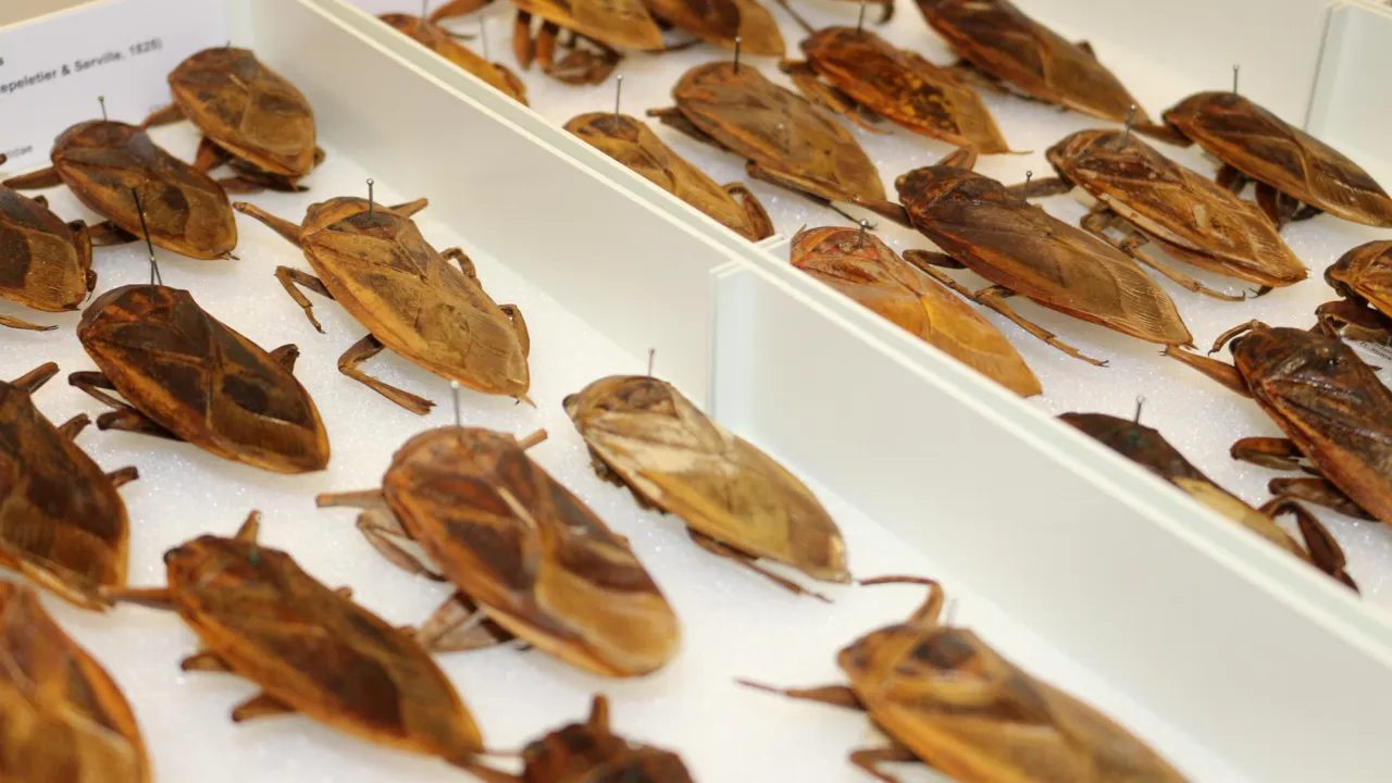 Lethocerus sp.