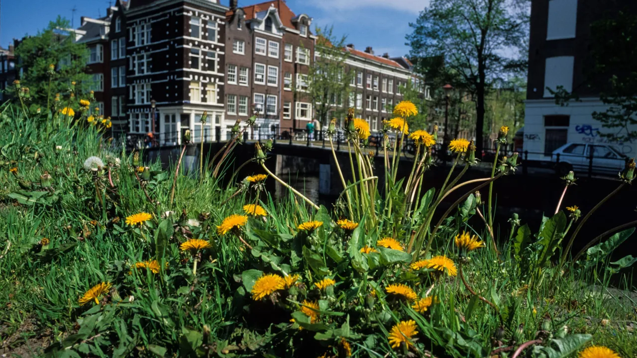 Green in Amsterdam