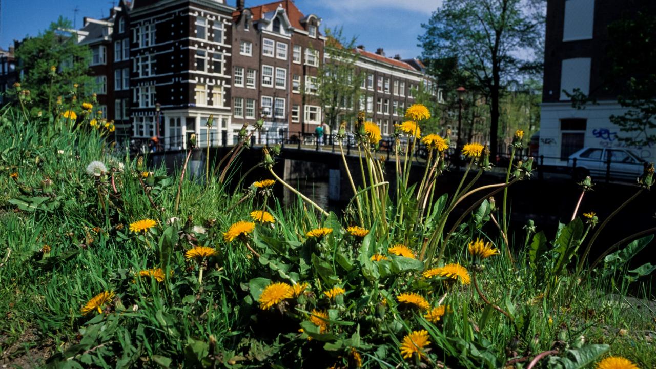 Groen in Amsterdam