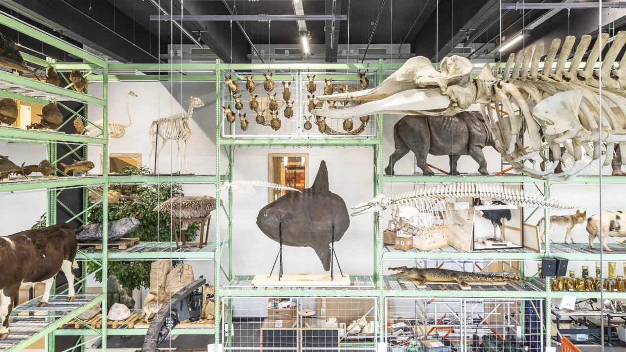 Collectie in LiveScience