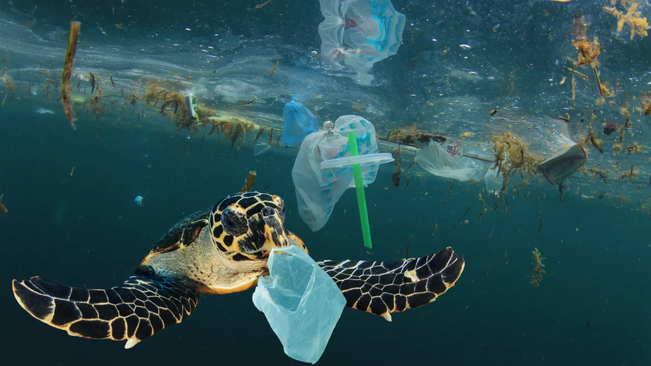 Zeeschildpad in plasticsoep