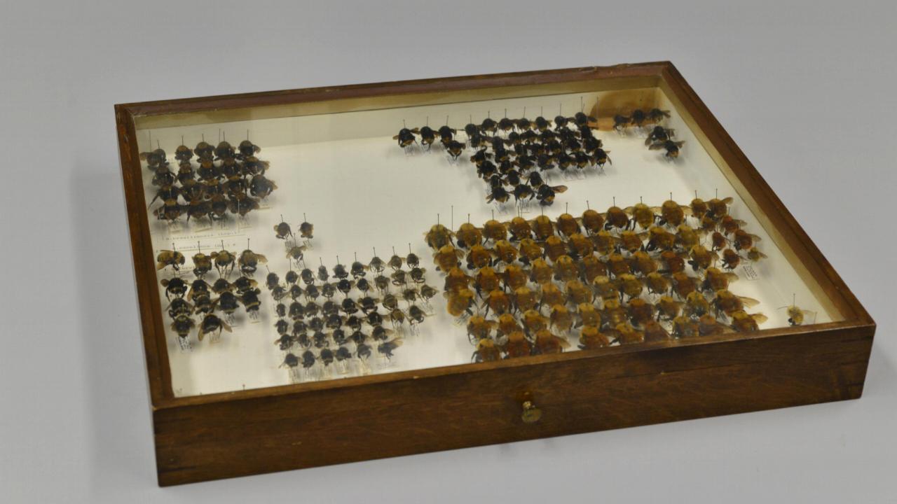 Bumblebee collection, a donation from a private collector