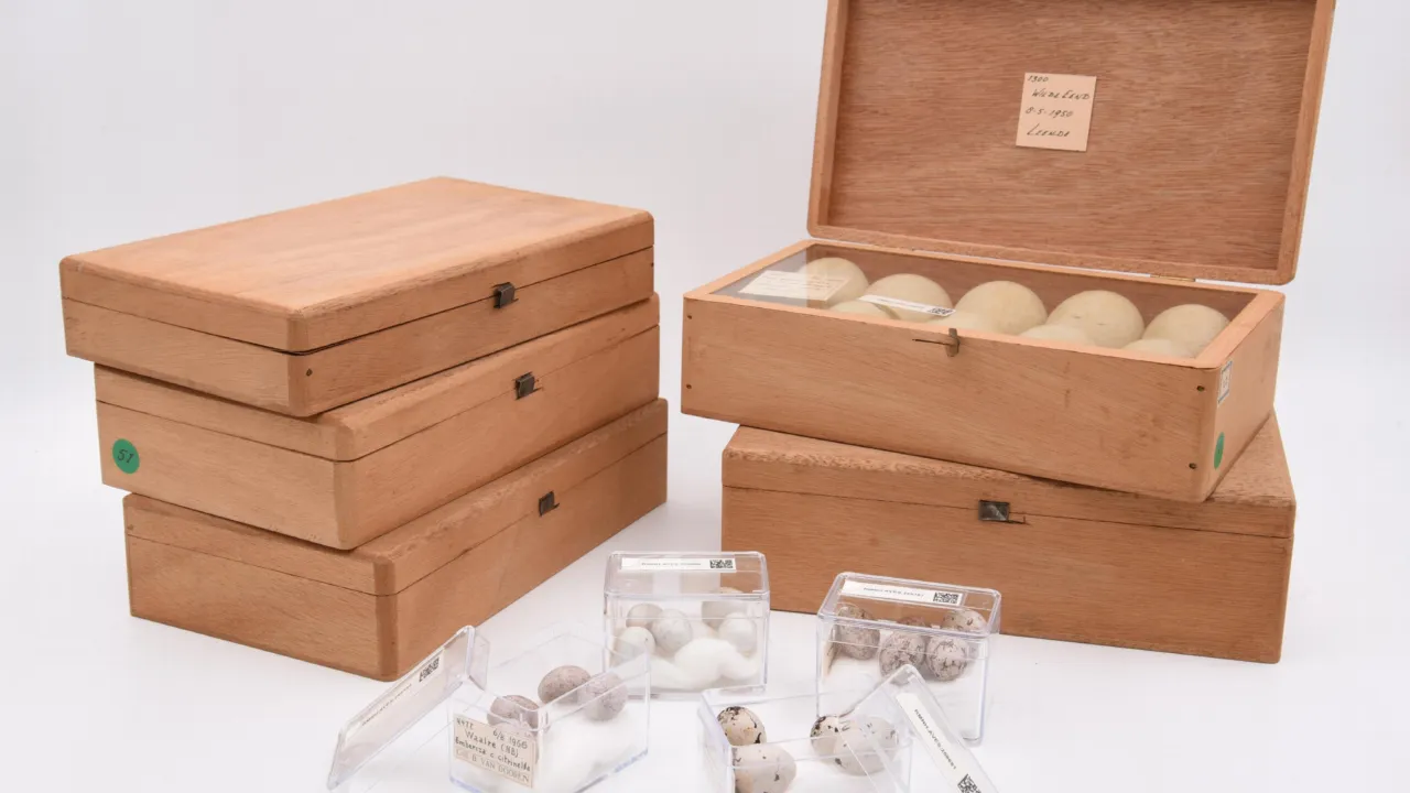 Gifted egg collection