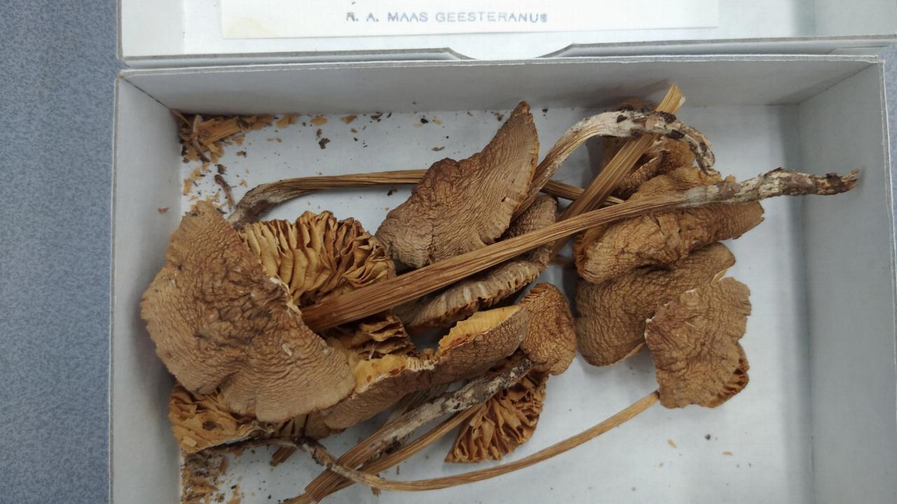 Dried specimen of Mycena galericulata