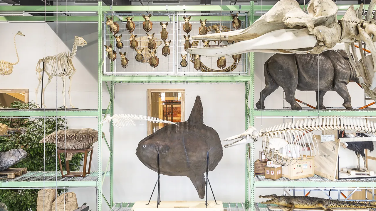 Maanvis in LiveScience