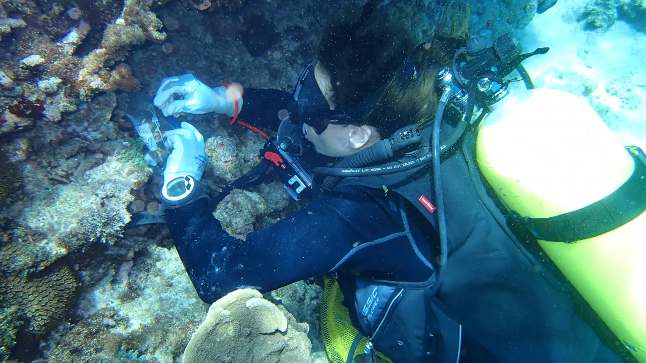 Nicole de Voogd onderzoekt sponzen