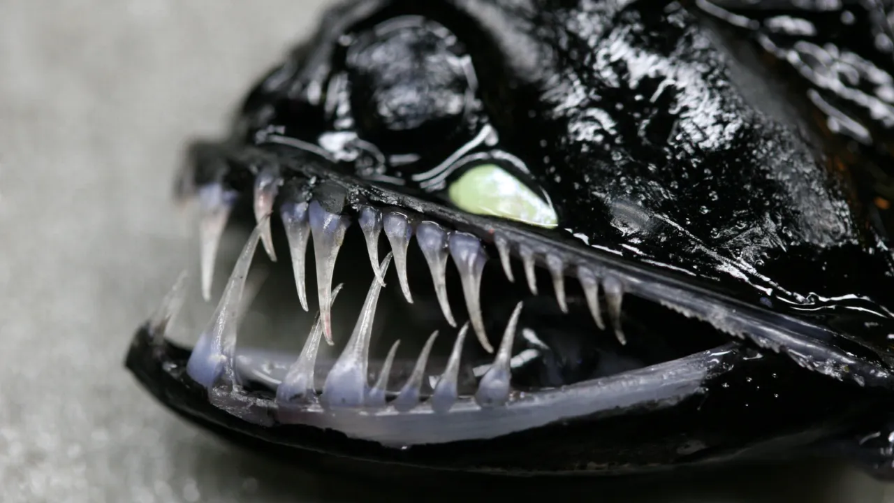 Deep-sea fish