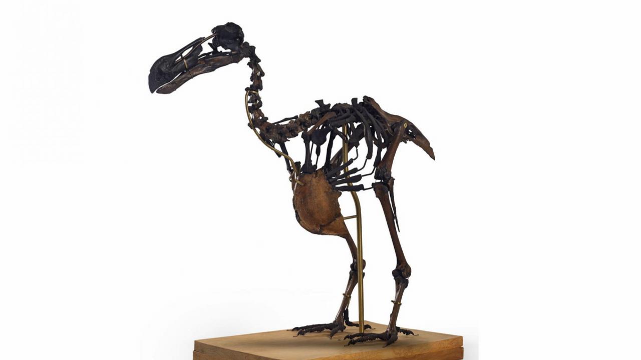 Dodo-skelet 