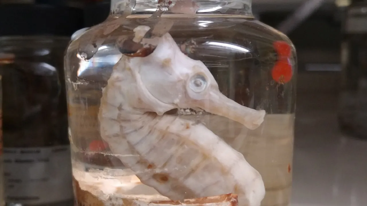 Seahorse in jar